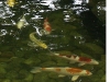 2-fish